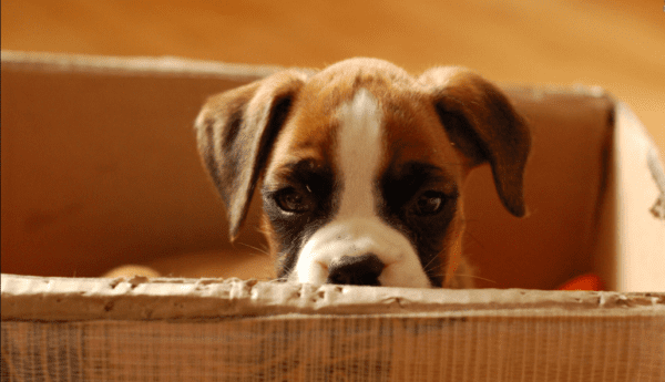 cachorro em caixa pronto para mudar de casa