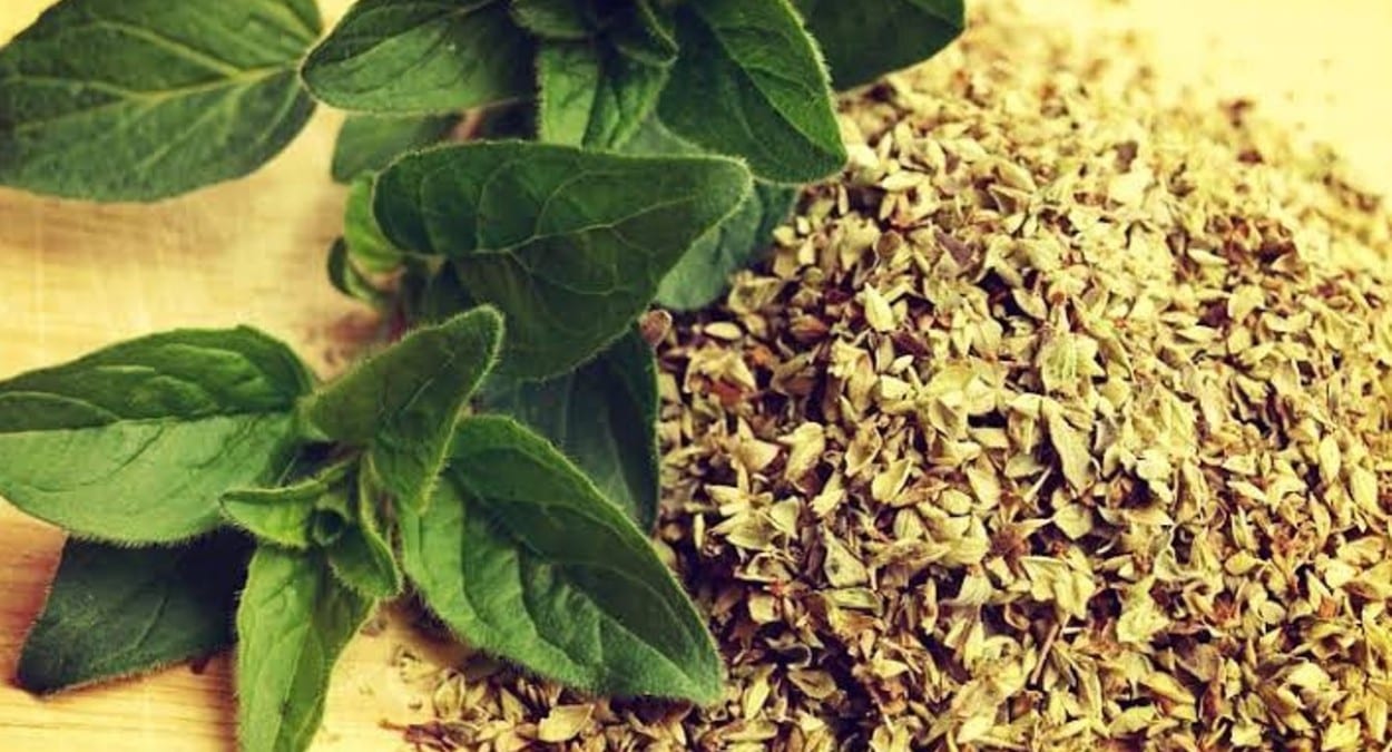 Chá de orégano – Descubra os benefícios e como fazer