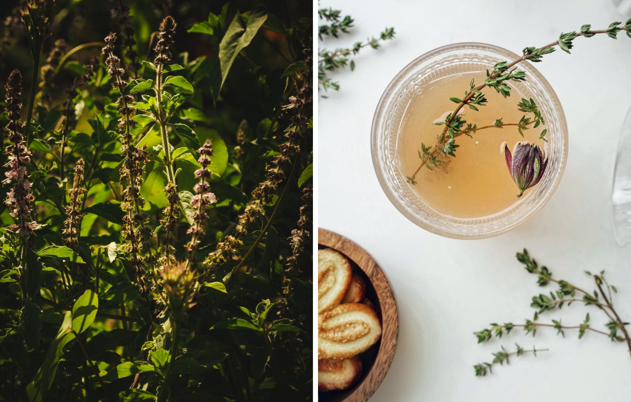 Chá de manjericão: benefícios para a mente e o corpo