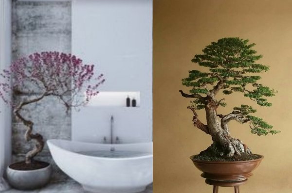como cuidar de bonsai decoração casa