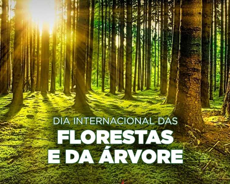 Foto sobre o Dia Internacional das Florestas e da Árvore.