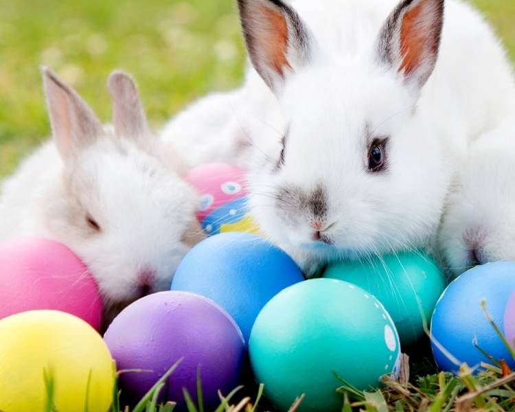 Foto de coelho com ovos de Páscoa.