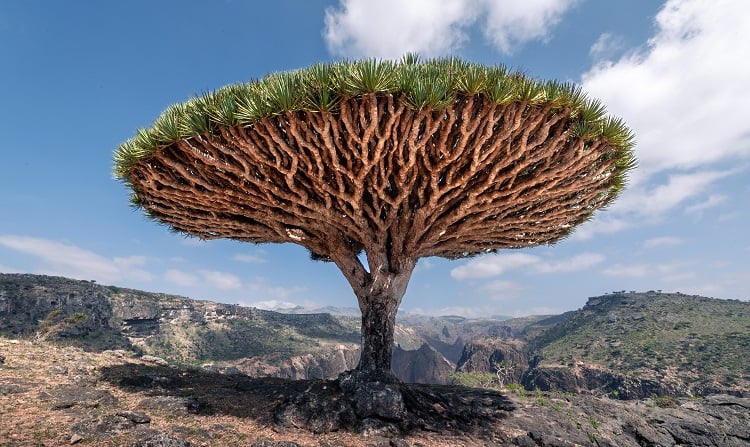 Socotra, Iêmen