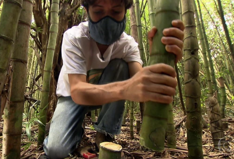 Colheita de bambu Colheita de bambu