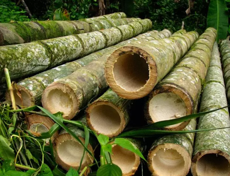 Colheita de bambu Colheita de bambu