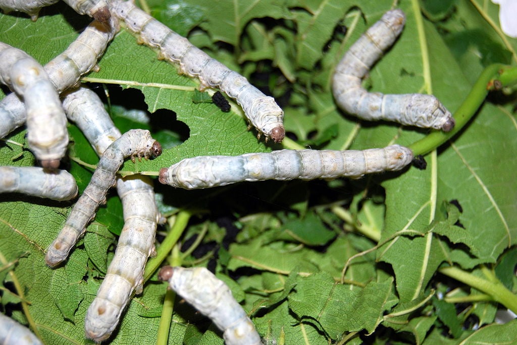 Larvas do bicho-da-seda. 