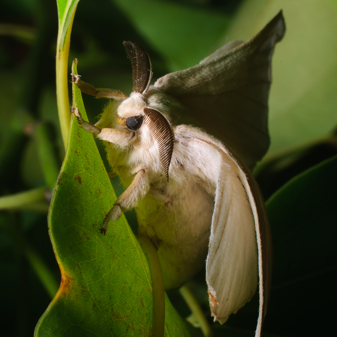 Mariposa Bombyx mori. 