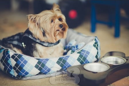 Chic pra Cachorro – Novo site comercializa artigos de luxo para cães