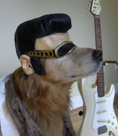 Carnaval com pet: cão com fantasia do Elvis.