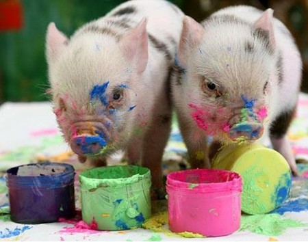 Mini Porcos – Fofurinhas que são a nova moda entre os pets da família