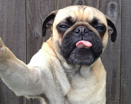 Conheça Norm, o cachorro Pug que é sucesso no Instagram