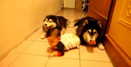 Vídeos – Cachorros veem bebê chinês rastejando e tentam imitar – Memes
