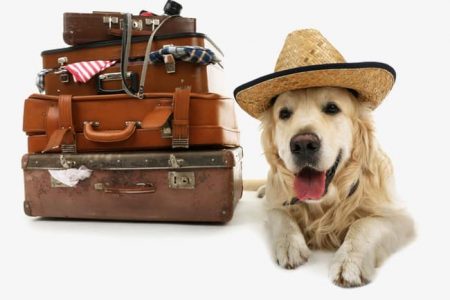 Viajando com Pets – Tudo que você precisa saber para viajar com seu bichinho