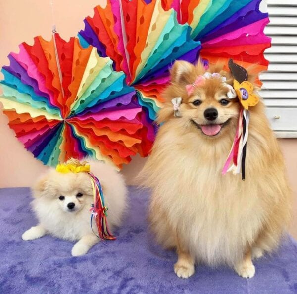 Cachorrinhos da raça lulu da pumerânia com acessório junino trabalhado com flores e fita Cachorrinhos da raça lulu da pumerânia com acessório junino trabalhado com flores e fitas