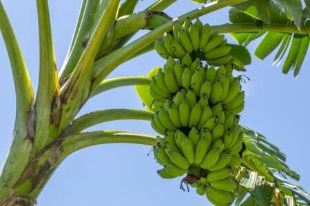 Banana Verde – Saiba tudo sobre o ingrediente e como consumir