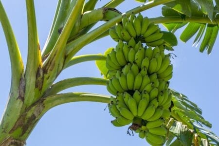 benefícios da banana verde