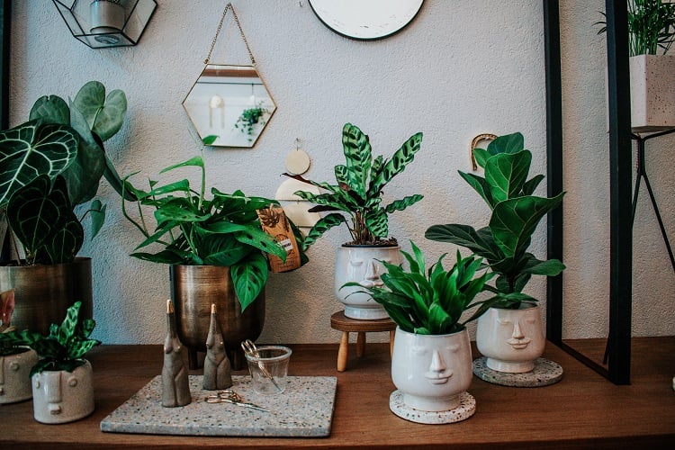 vasos de plantas em cima de um móvel de madeira