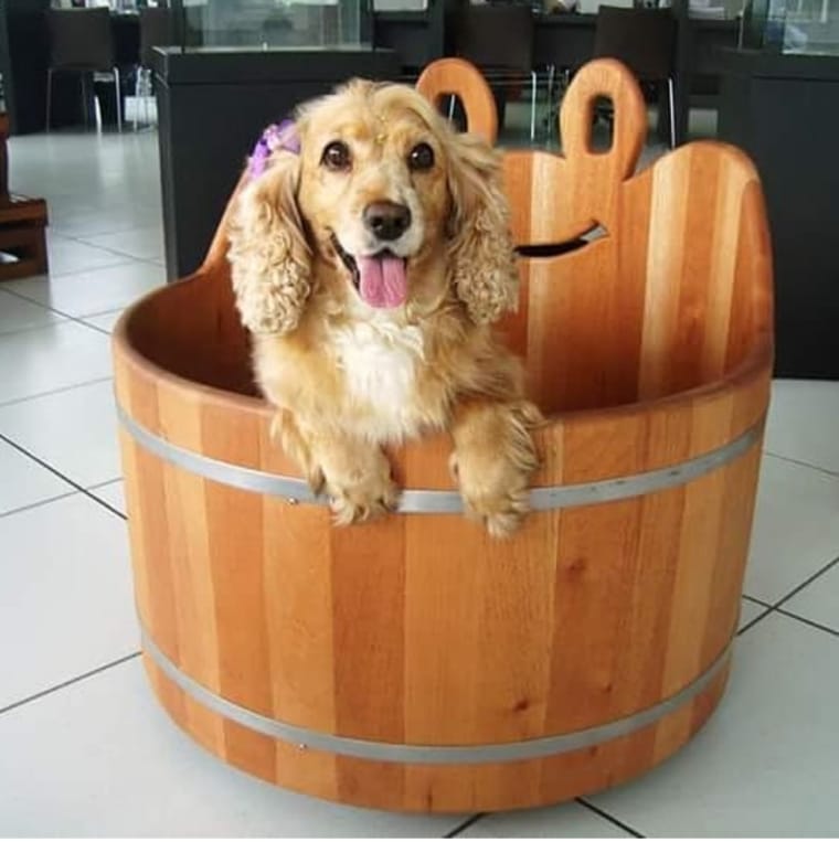 Cachorro no ofurô