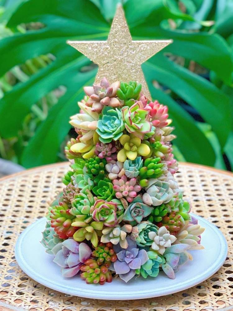 Pequena árvore de natal feita de mini suculentas com uma estrela no topo. 