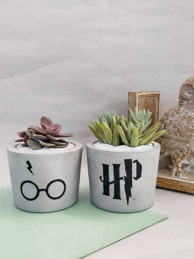 Suculentas pequenas em pequenos vasos de Harry Potter. 