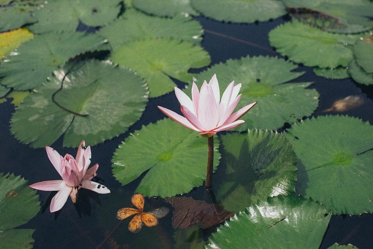 flor de lótus flutuando em um lago