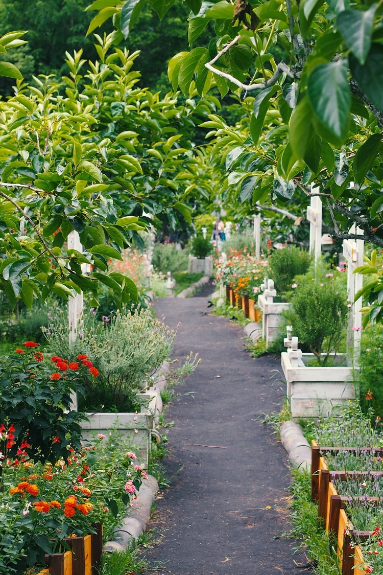jardim sensorial com flores, árvores e ervas
