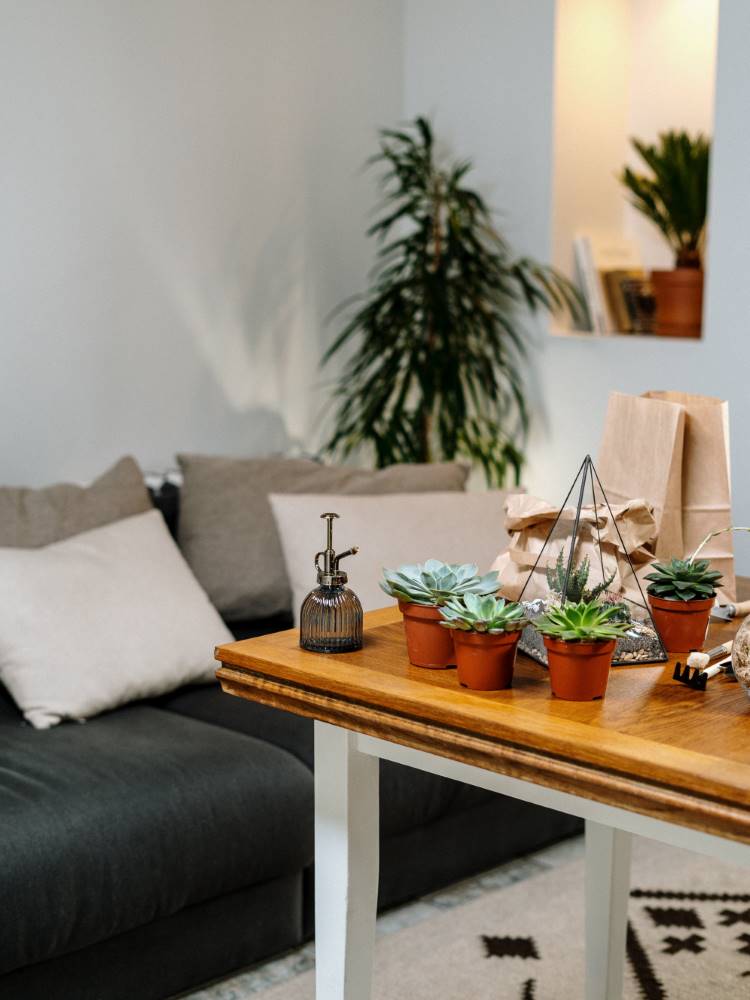 Diversos vasos de suculentas dispostos em uma mesa com tampo de madeira em uma sala de sofá preto com almofadas bege e odd white. 