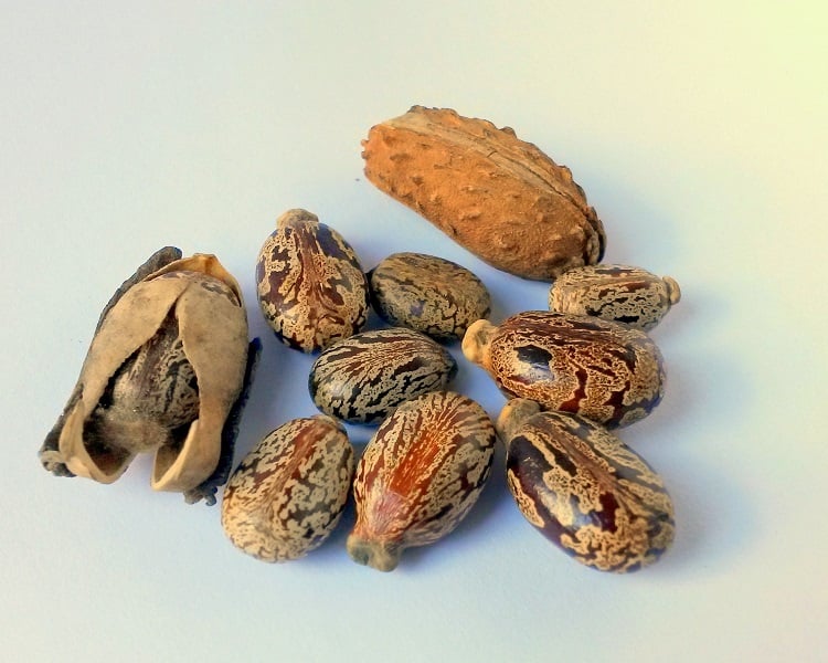 sementes de mamona, de onde é extraído o óleo de rícino