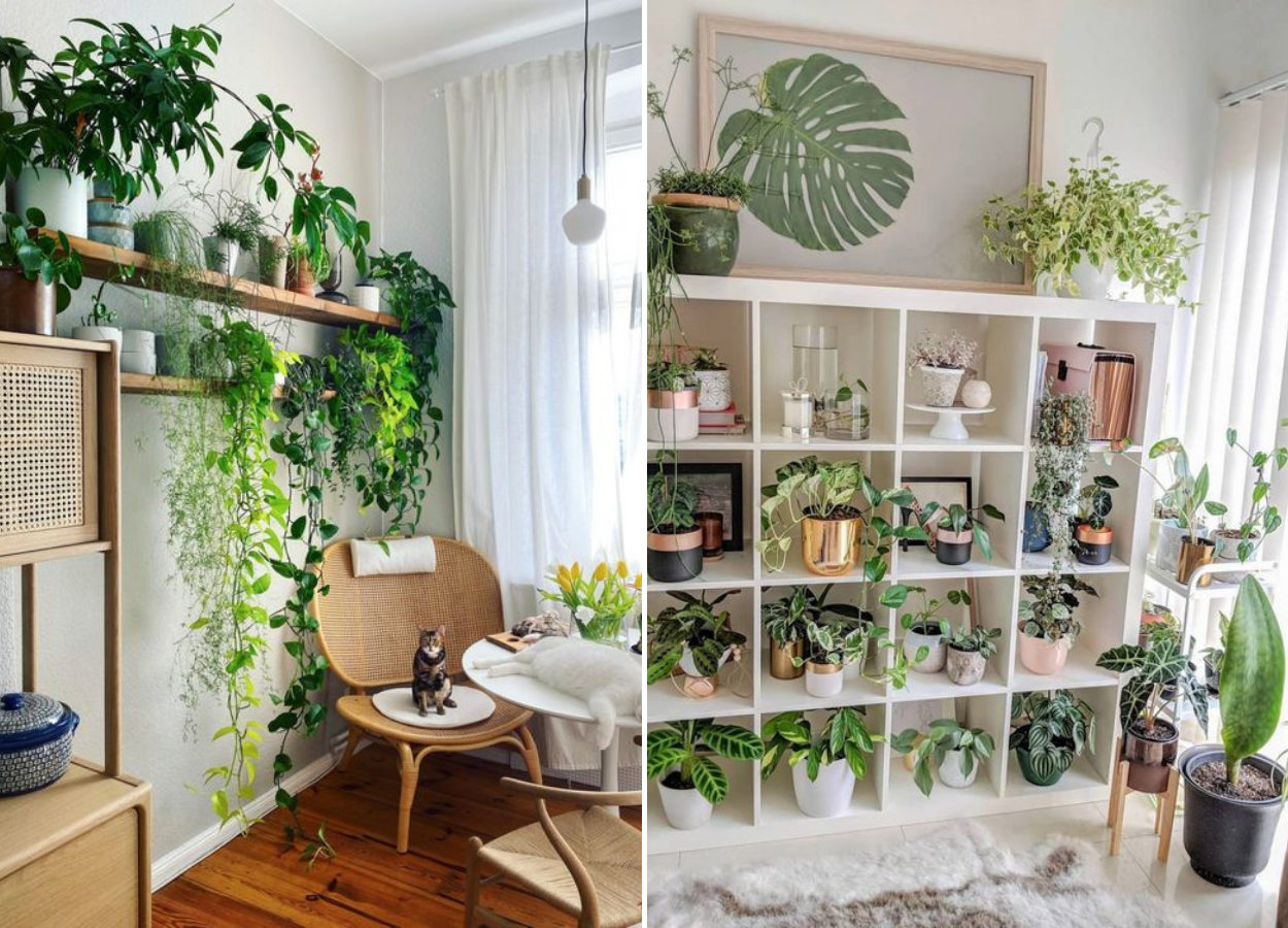 Urban jungle: prateleiras e estantes cheias de plantas