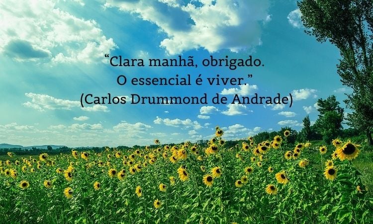 “Clara manhã, obrigado. O essencial é viver.” (Carlos Drummond de Andrade)