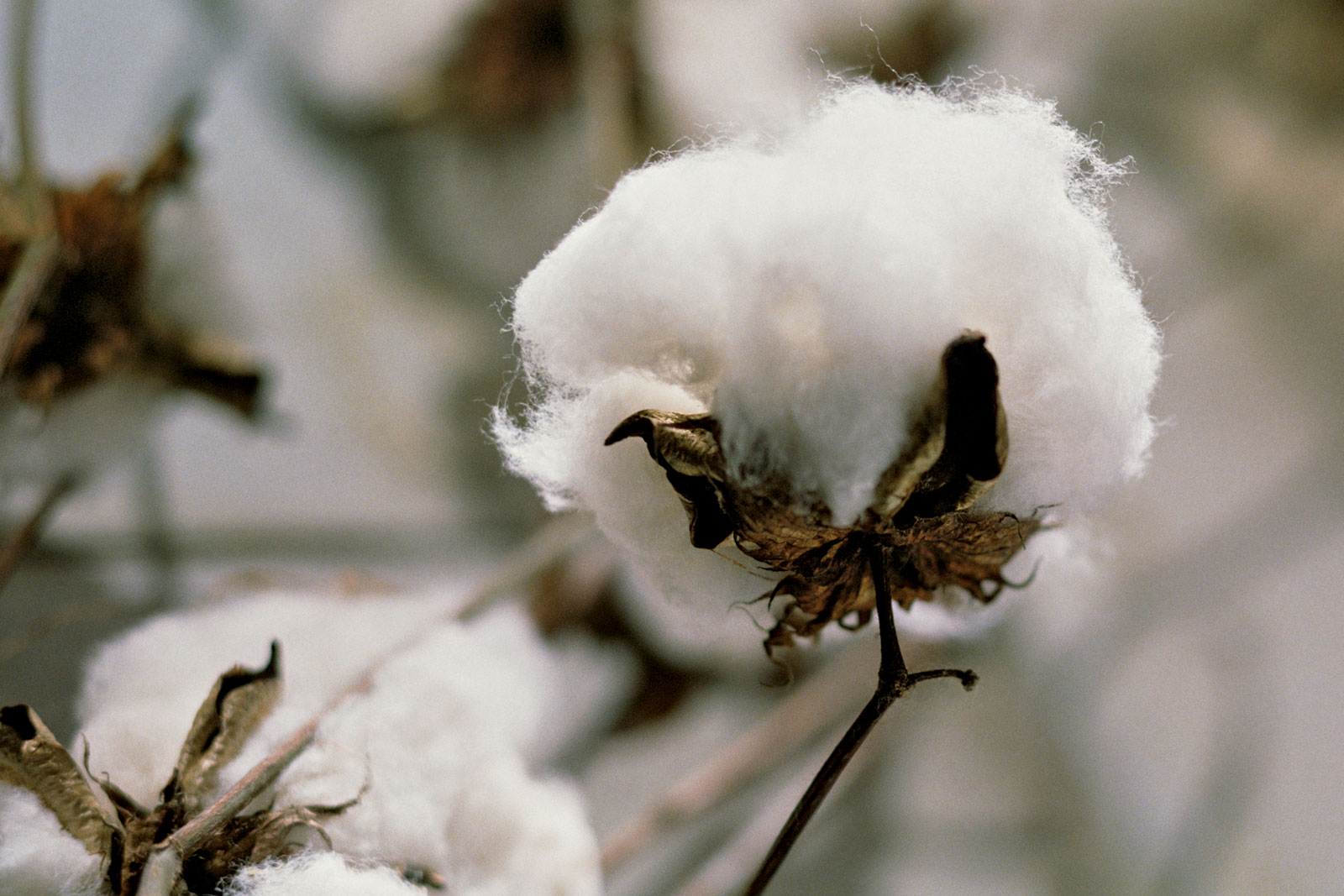 Foto da planta do algodão. 