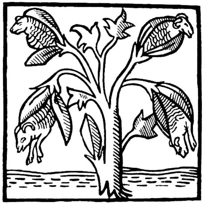 Ilustração do algodão onde se vê saírem ovelhas das cápsulas da planta, século XIV.