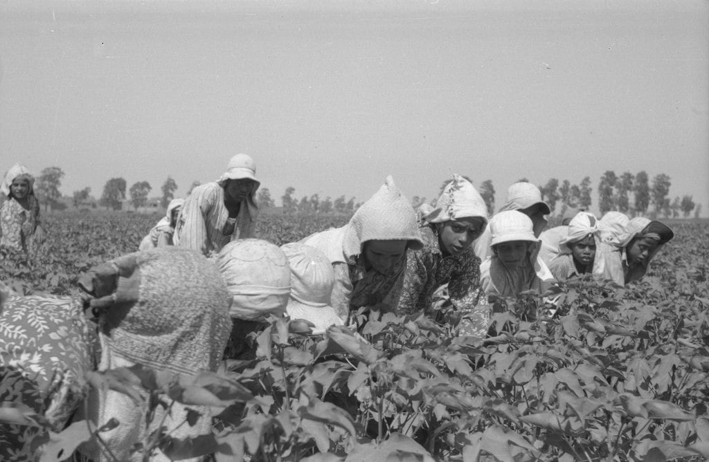 Trabalhadores catando algodão no Egito, c. 1950. 