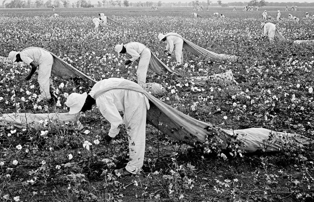 Catadores de algodão no Texas, c 1960. 
