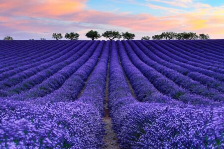 tudo sobre a lavanda