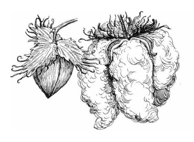 Ilustração do algodão.