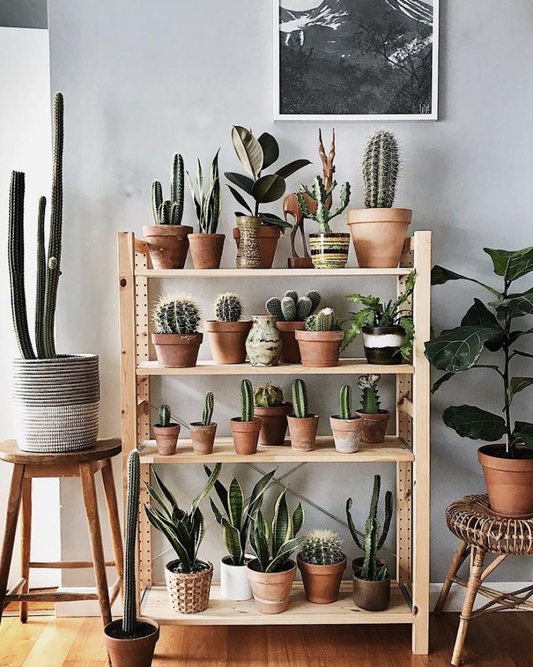 O que um cacto representa? É bom ter dentro de casa? Como cuidar + 40 ...