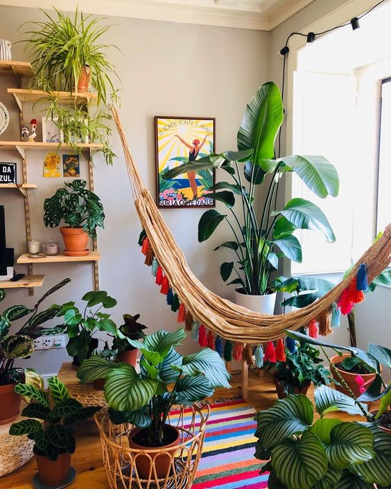 Plantas dentro de casa atraem boas energias. Casa com muitas plantas e boas energias.