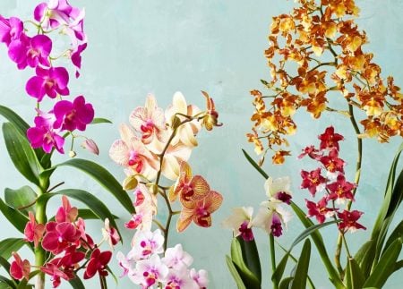 Flores para dentro de casa: 9 espécies + dicas de decoração