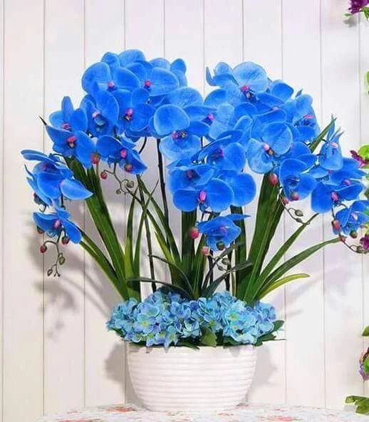 Flores para dentro de casa azuis.