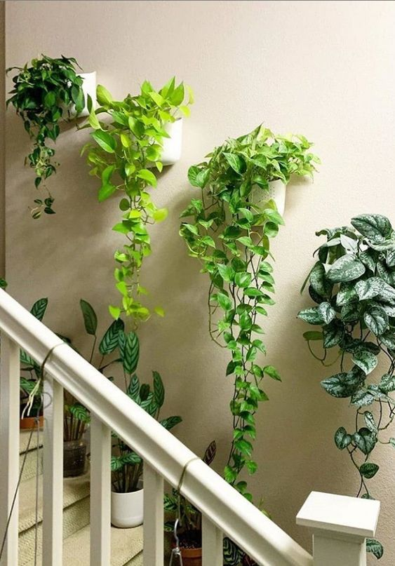 Plantas pendentes na escada.