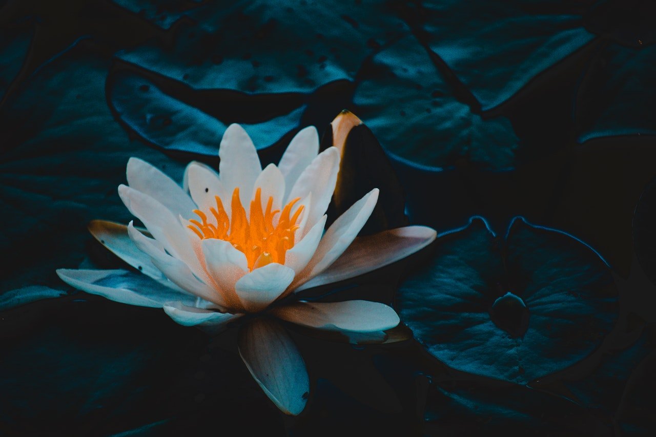 flor de lotus branca