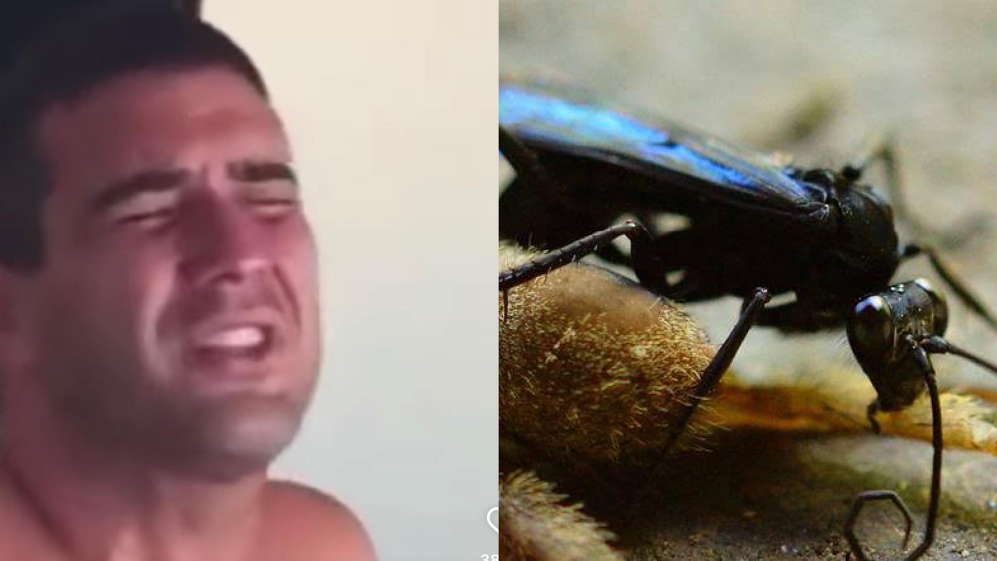 André Marques foi atacado por uma vespa chamada Come Cobra. O inseto costuma enfrentar até tarântulas com seu poderoso ferrão (montagem: Fashion Bubbles)