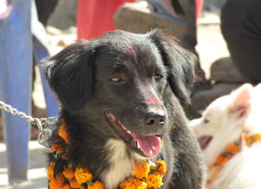 festival indiano de cachorro