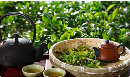 Chá de Sene: amplamente utilizado no tratamento de prisão de ventre
