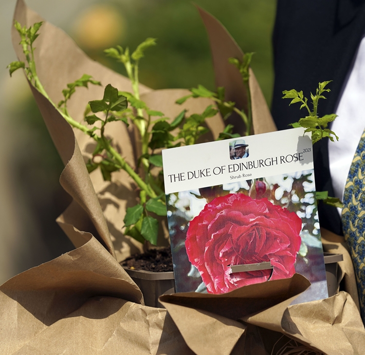 A rosa especialmente criada pela RHS em homenagem ao príncipe Philip. A rosa especialmente criada pela RHS em homenagem ao príncipe Philip.