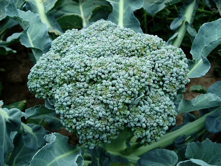 Foto de flor de brócolis ao lado de folhas verdes, como cultivar verduras