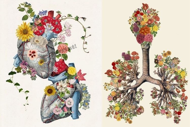 Duas opções de colagem de órgãos e flores
