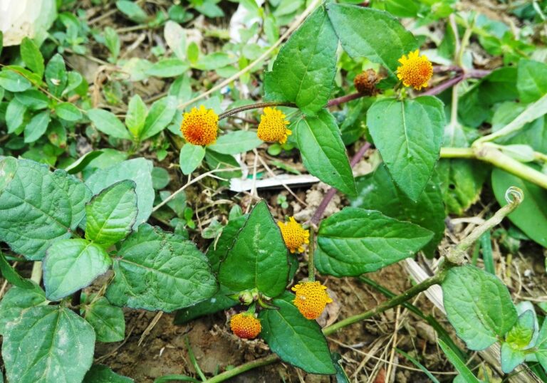 foto de arbusto florido de jambu