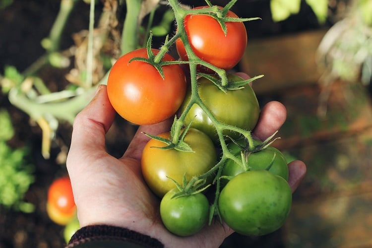 Mão segurando ramo de tomateiro, como plantar tomate